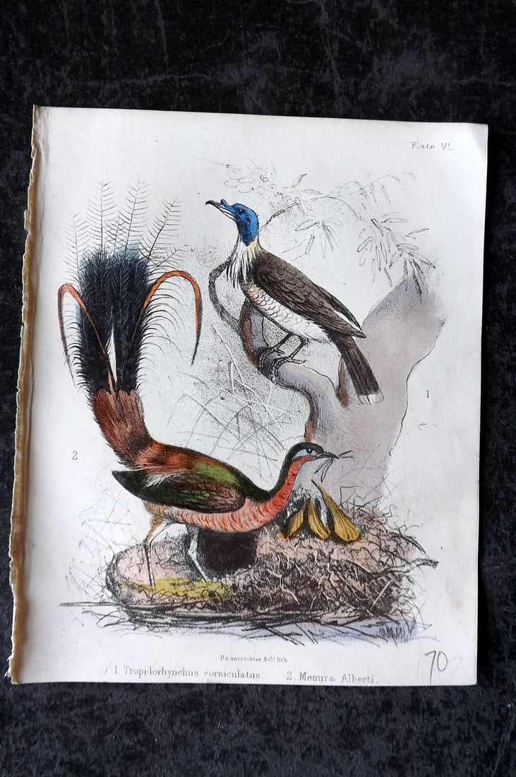 White, Adam 1865 HC Bird Print Tropidorhynchus corniculatus, Menura Alberti 06 (1 of 1)