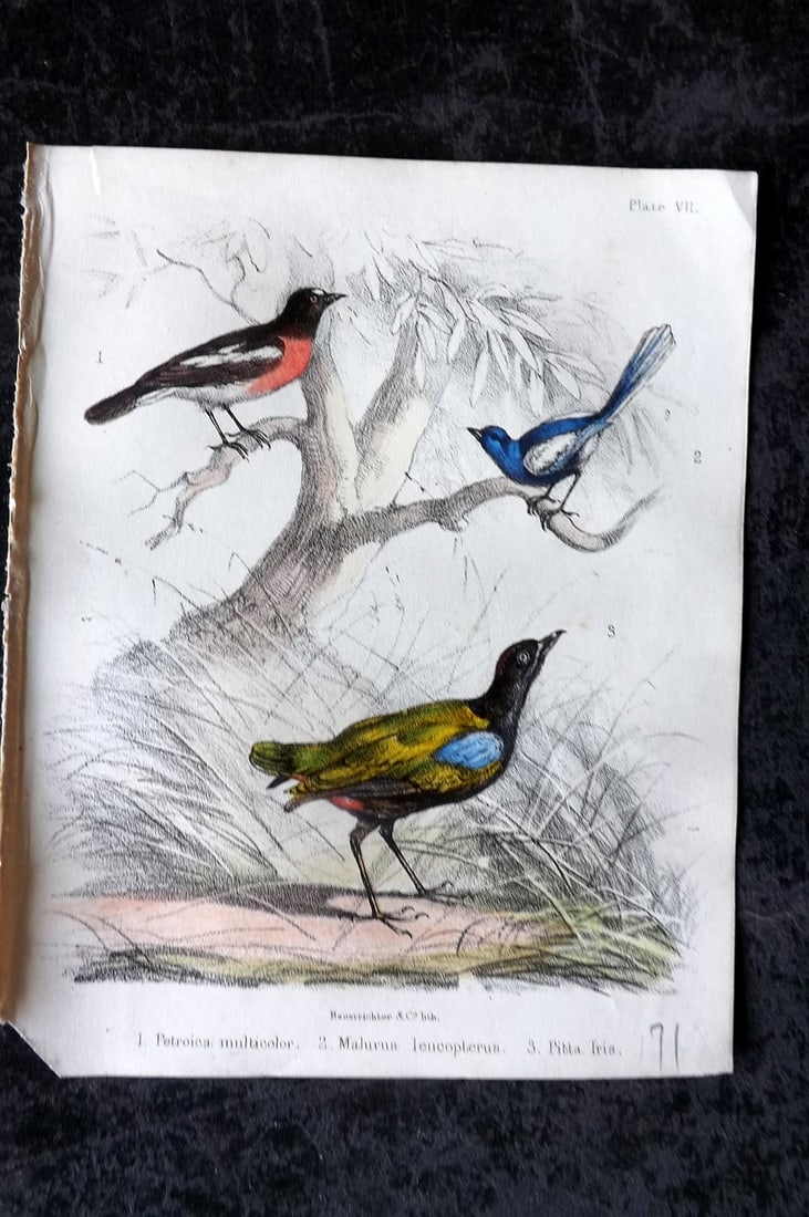 White, Adam 1865 HC Bird Print. Petroica multicolor, Malurus leucopterus, Pitta Iris 07 (1 of 1)