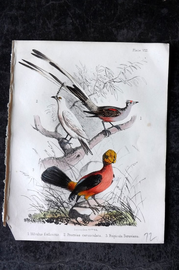 White, Adam 1865 HC Bird Print. Milvulus forficatus, Proenias carunculata, Rupicola Peruviana 08 (1 of 1)