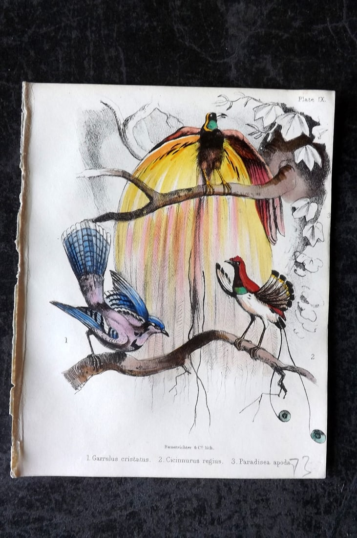 White, Adam 1865 HC Bird Print. Garrulus cristatus, Cicinurus regius, Paradisea apoda 09 (1 of 1)