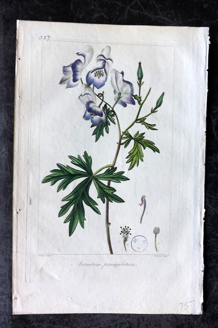 Bessa, Pancrace 1817 Hand Col Botanical. Aconitum Paniculatum (1 of 1)