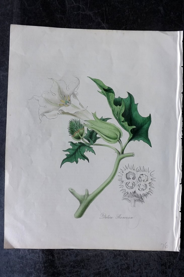 Burnett, M. A. 1842 Hand Col Fruit Print. Officinal Thorn-Apple: Hand Colored Lithograph Published 1842-46, London for "Plantae Utiliores; or Illustrations of Useful Plants" by M. A. Burnett. Paper Size: 11 x 8 inch (28 x 21cm) Good Condition