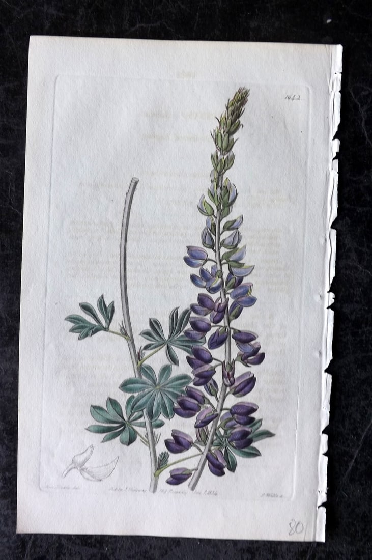 Edwards, Sydenham 1834 Hand Col Botanical Print. White Leaved Lupine 1642: Hand Colored Etching/Engraving Published 1815-47 by James Ridgway, London for "The Botanical Register" and later "Edwards's Botanical Register" by Sydenham Edwards. With accompanying descriptive text.