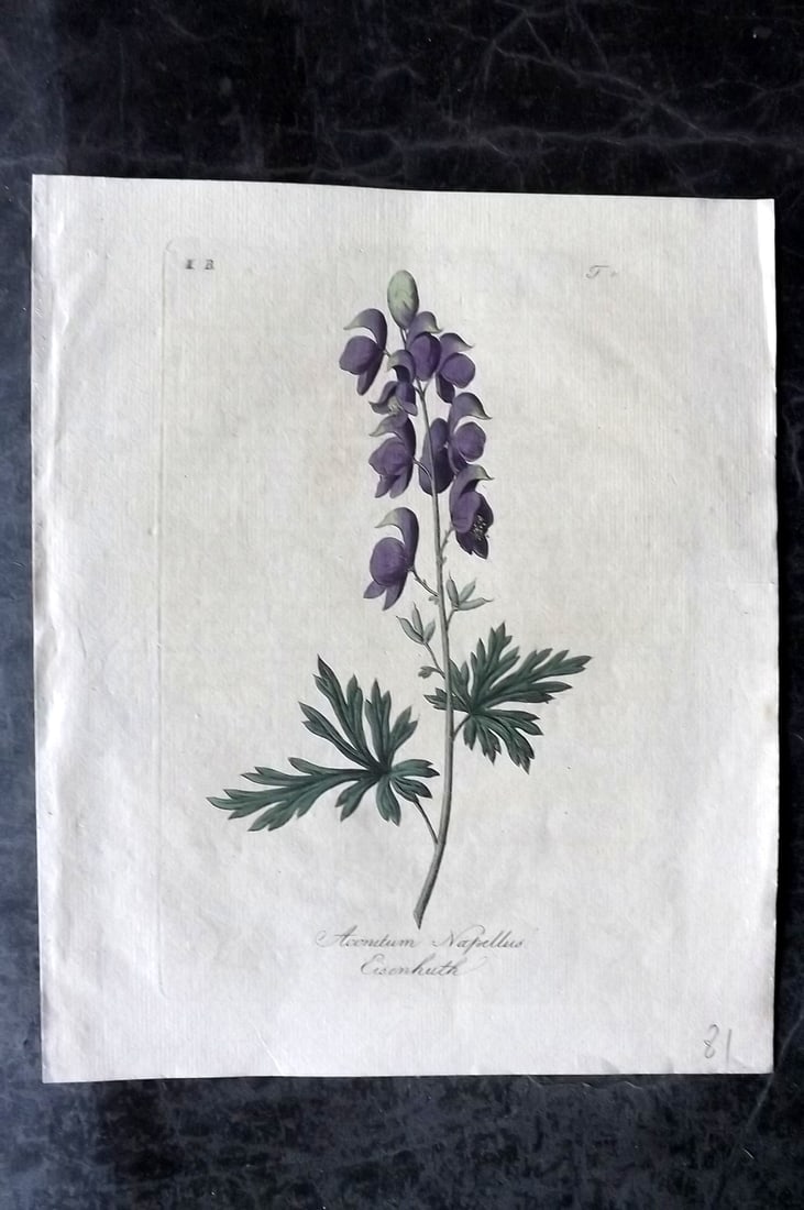 Endler & Scholz 1809 Hand Col Botanical Print. Aconitum Napellus (1 of 1)