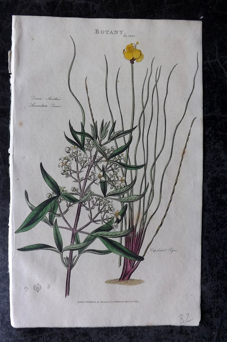 Good, John 1813 Hand Col Botanical Print. Lanceolate Zieria, Cap Fruited Xyris Australia: Hand Colored Copper Plate Published 1806-13, London for "Pantologia: A New Cyclopaedia, Comprehending a Complete Series of Essays" by John Mason Good et al. Paper Size: 9.5 x 6 inch (24 x 15cm) Good C