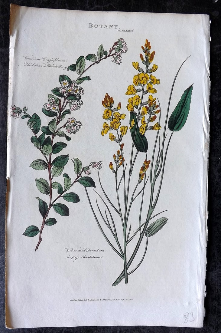 Good, John 1813 Hand Col Botanical Print. Thick Leaved Whortle-Berry, Rush Broom: Hand Colored Copper Plate Published 1806-13, London for "Pantologia: A New Cyclopaedia, Comprehending a Complete Series of Essays" by John Mason Good et al. Paper Size: 9.5 x 6 inch (24 x 15cm) Good C
