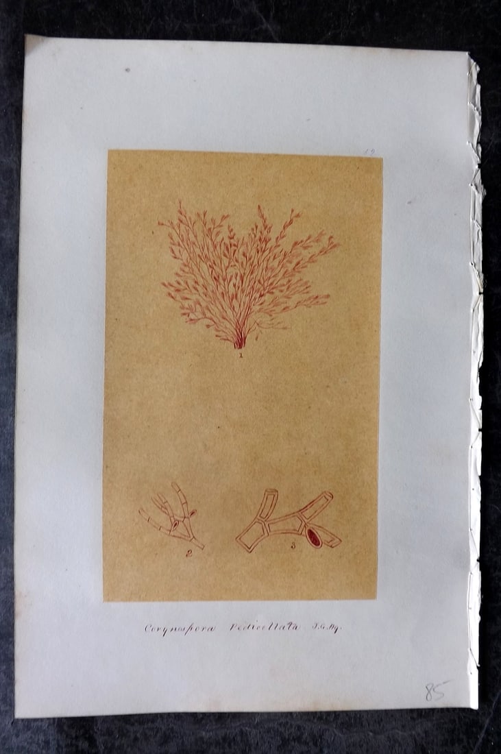 Original Art C1875 Seaweed. Corynuspora Pedicellata 52: Pen, Ink and/or Watercolour Made in C1875, England for a privately created work on British Seaweeds by an unknown but Gifted Artist. Each drawing with accompanying descriptive manuscript plate, also f