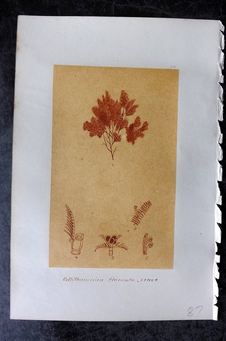 Original Art C1875 Seaweed. Callithamnion Plumula 54: Pen, Ink and/or Watercolour Made in C1875, England for a privately created work on British Seaweeds by an unknown but Gifted Artist. Each drawing with accompanying descriptive manuscript plate, also f