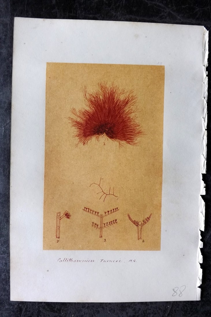 Original Art C1875 Seaweed. Callithamnion Turneri 55: Pen, Ink and/or Watercolour Made in C1875, England for a privately created work on British Seaweeds by an unknown but Gifted Artist. Each drawing with accompanying descriptive manuscript plate, also f