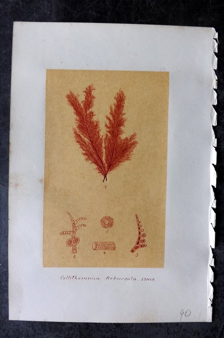Original Art C1875 Seaweed. Callithamnion Arbuscula 57 (1 of 1)