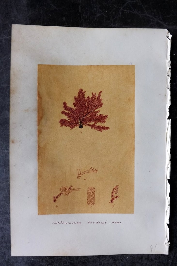 Original Art C1875 Seaweed. Callithamnion Brodiaei 58: Pen, Ink and/or Watercolour Made in C1875, England for a privately created work on British Seaweeds by an unknown but Gifted Artist. Each drawing with accompanying descriptive manuscript plate, also f
