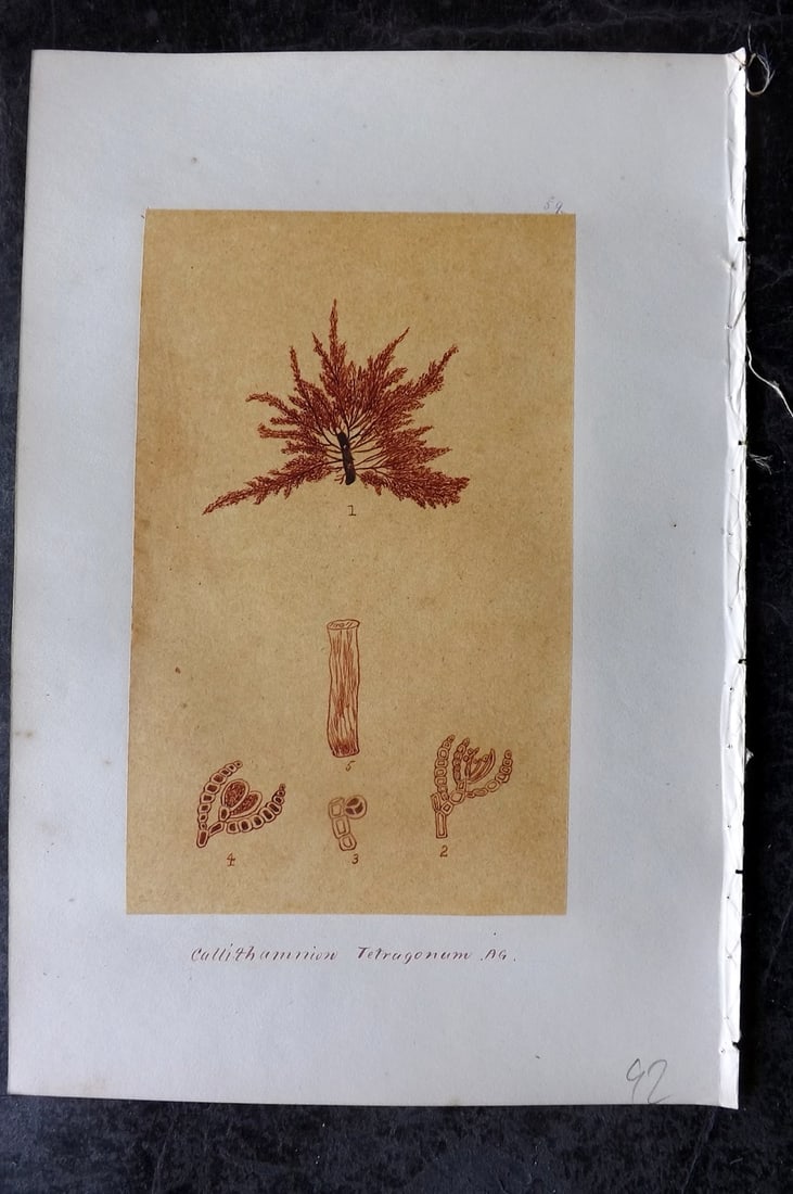 Original Art C1875 Seaweed. Callithamnion Tetragonum 59: Pen, Ink and/or Watercolour Made in C1875, England for a privately created work on British Seaweeds by an unknown but Gifted Artist. Each drawing with accompanying descriptive manuscript plate, also f
