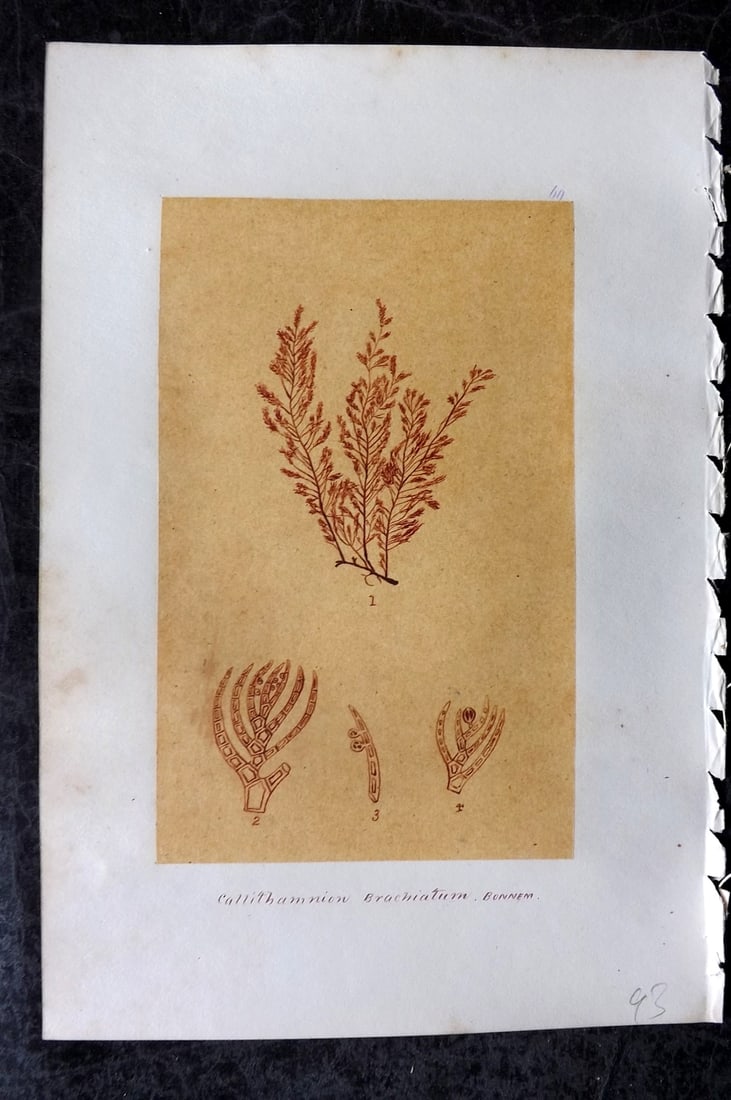 Original Art C1875 Seaweed. Callithamnion Brachiatum 60: Pen, Ink and/or Watercolour Made in C1875, England for a privately created work on British Seaweeds by an unknown but Gifted Artist. Each drawing with accompanying descriptive manuscript plate, also f
