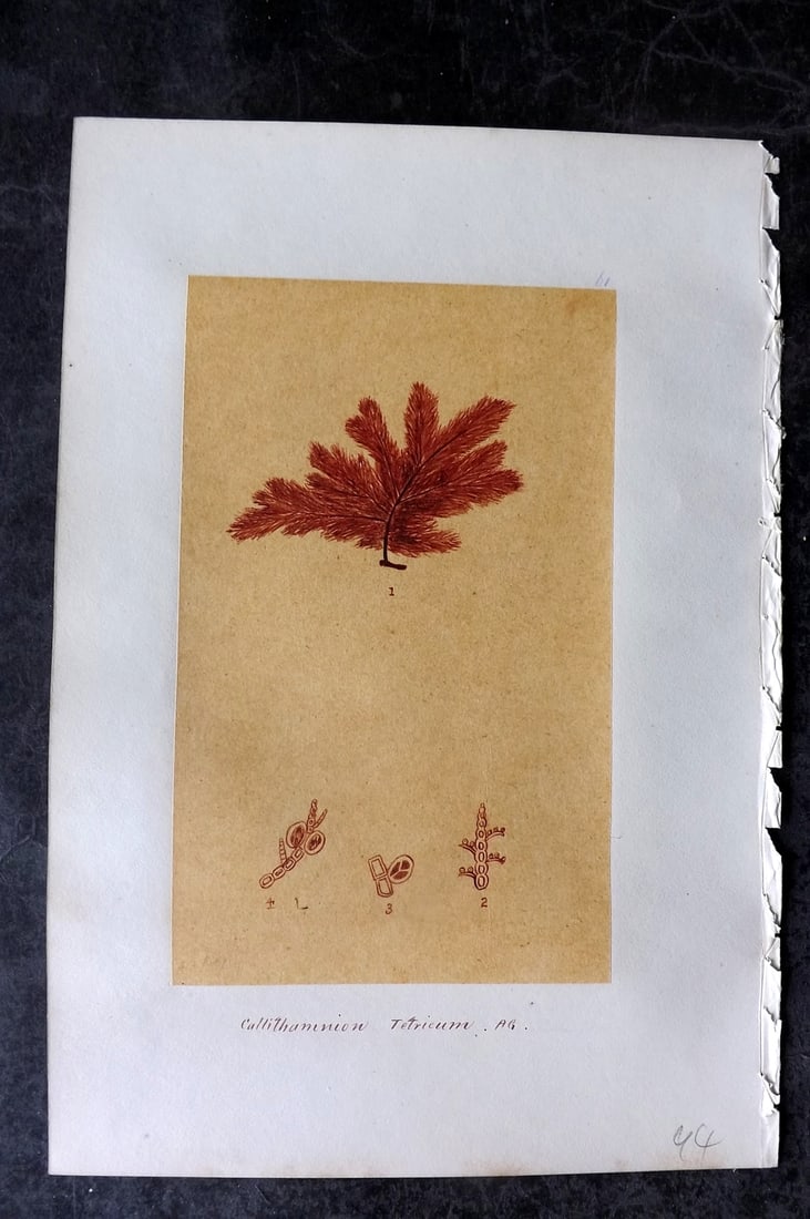 Original Art C1875 Seaweed. Callithamnion Tetricum 61: Pen, Ink and/or Watercolour Made in C1875, England for a privately created work on British Seaweeds by an unknown but Gifted Artist. Each drawing with accompanying descriptive manuscript plate, also f