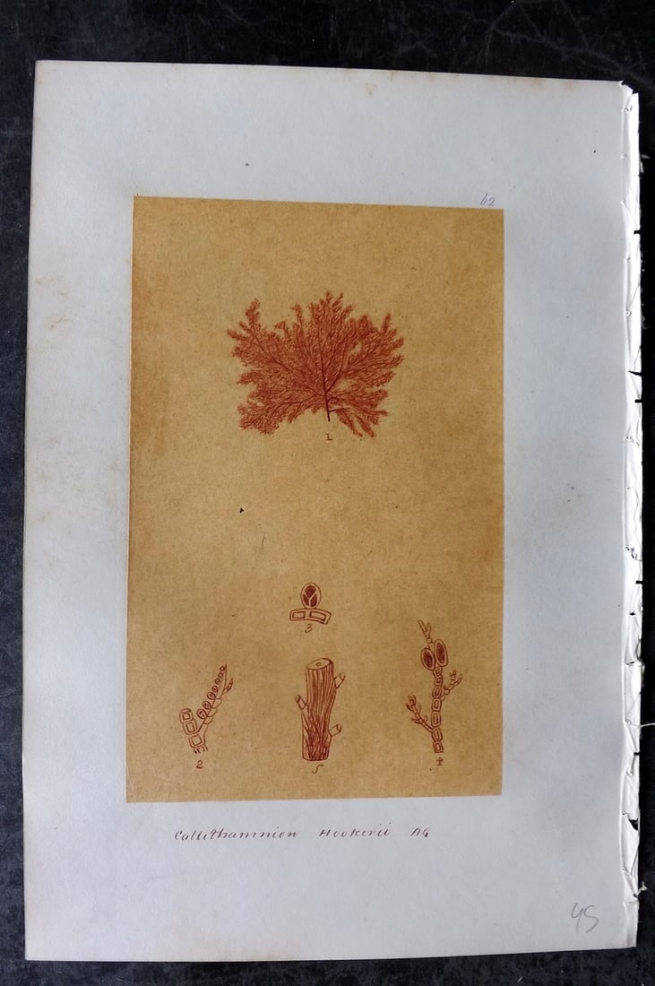 Original Art C1875 Seaweed. Callithamnion Hookerii 62: Pen, Ink and/or Watercolour Made in C1875, England for a privately created work on British Seaweeds by an unknown but Gifted Artist. Each drawing with accompanying descriptive manuscript plate, also f