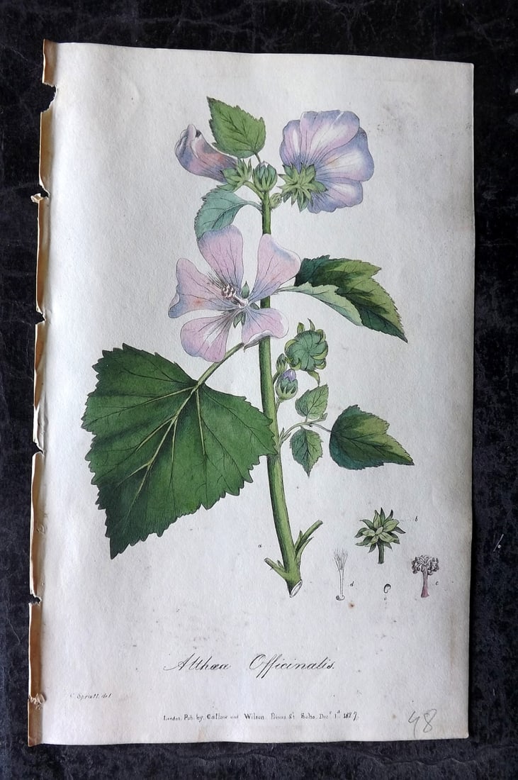 Spratt, George 1829 Hand Col Botanical Print. Marsh Mallow: Hand Colored Lithograph Published 1829-30, London for "Flora Medica?" by George Spratt. Paper Size: 8 x 5 inch (21 x 13cm) Very minor background toning. Good Condition