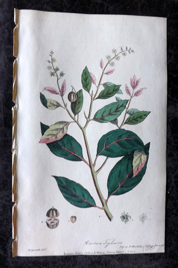 Spratt, George 1829 Hand Col Botanical Print. Purging Croton: Hand Colored Lithograph Published 1829-30, London for "Flora Medica?" by George Spratt. Paper Size: 8 x 5 inch (21 x 13cm) Good Condition