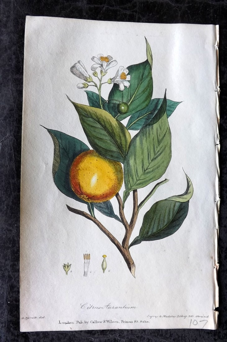 Spratt, George 1829 Hand Col Botanical Print. Seville Orange Tree Fruit: Hand Colored Lithograph Published 1829-30, London for "Flora Medica?" by George Spratt. Paper Size: 8 x 5 inch (21 x 13cm) Good Condition