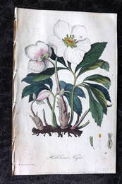 Spratt, George 1829 Hand Col Botanical Print. Christmas Rose