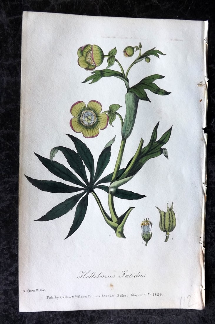Spratt, George 1829 Hand Col Botanical Print. Field Hellebore: Hand Colored Lithograph Published 1829-30, London for "Flora Medica?" by George Spratt. Paper Size: 8 x 5 inch (21 x 13cm) Good Condition