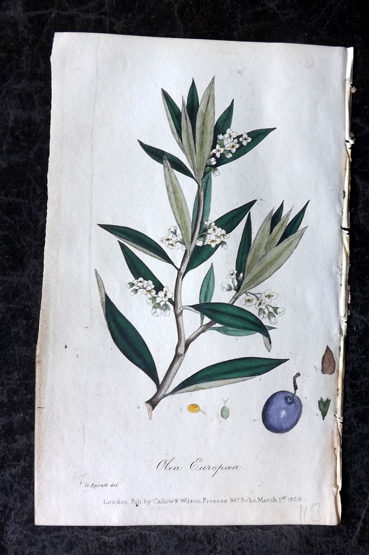 Spratt, George 1829 Hand Col Botanical Print. Olive Tree: Hand Colored Lithograph Published 1829-30, London for "Flora Medica?" by George Spratt. Paper Size: 8 x 5 inch (21 x 13cm) Good Condition