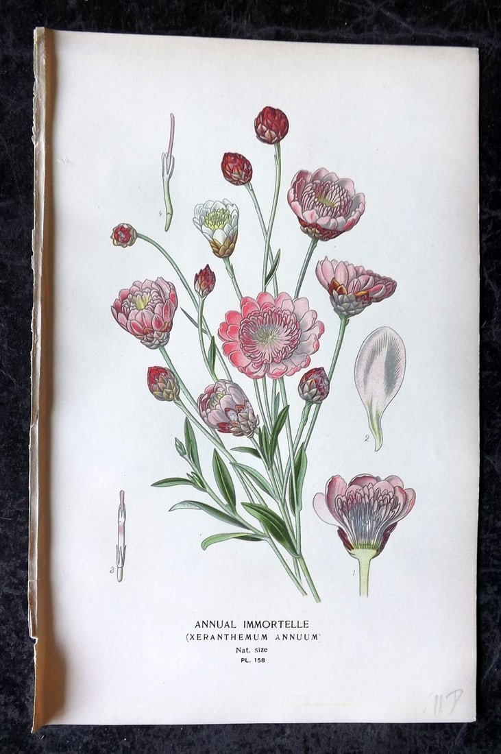 Step, Edward 1897 Antique Botanical Print. Annual Immortelle 158: Chromolithograph Published 1896-97 by Frederick Warne & Co., London for "Favourite Flowers of Garden and Greenhouse" by Edward Step and William Watson. Paper Size: 9 x 6 inch (23 x 15cm) Good Conditio