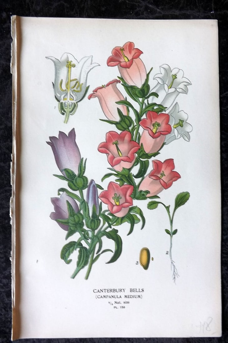 Step, Edward 1897 Antique Botanical Print. Canterbury Bells 159: Chromolithograph Published 1896-97 by Frederick Warne & Co., London for "Favourite Flowers of Garden and Greenhouse" by Edward Step and William Watson. Paper Size: 9 x 6 inch (23 x 15cm) Good Conditio