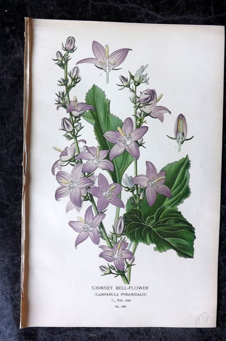 Step, Edward 1897 Antique Botanical Print. Chimney Bell-Flower 160: Chromolithograph Published 1896-97 by Frederick Warne & Co., London for "Favourite Flowers of Garden and Greenhouse" by Edward Step and William Watson. Paper Size: 9 x 6 inch (23 x 15cm) Good Conditio