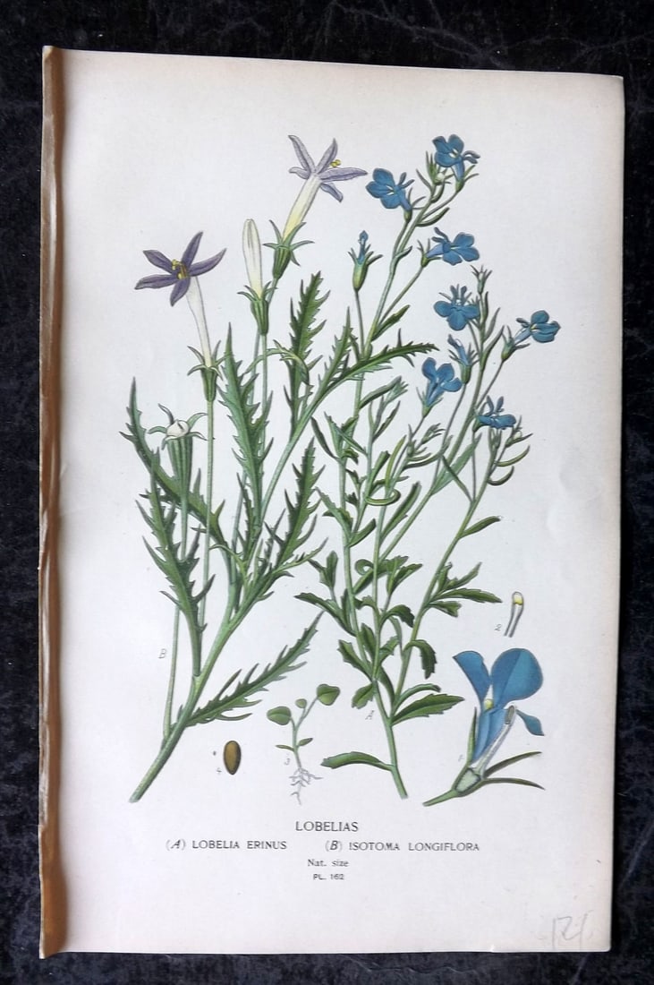 Step, Edward 1897 Antique Botanical Print. Lobelias 162: Chromolithograph Published 1896-97 by Frederick Warne & Co., London for "Favourite Flowers of Garden and Greenhouse" by Edward Step and William Watson. Paper Size: 9 x 6 inch (23 x 15cm) Good Conditio