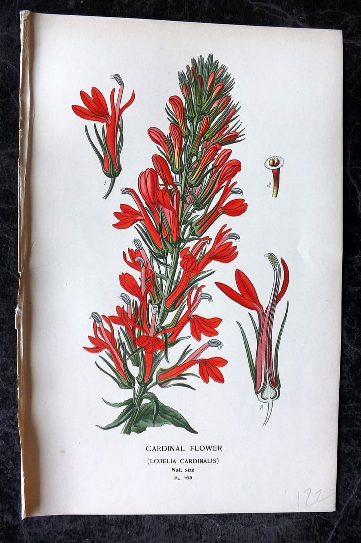 Step, Edward 1897 Antique Botanical Print. Cardinal Flower 163: Chromolithograph Published 1896-97 by Frederick Warne & Co., London for "Favourite Flowers of Garden and Greenhouse" by Edward Step and William Watson. Paper Size: 9 x 6 inch (23 x 15cm) Good Conditio