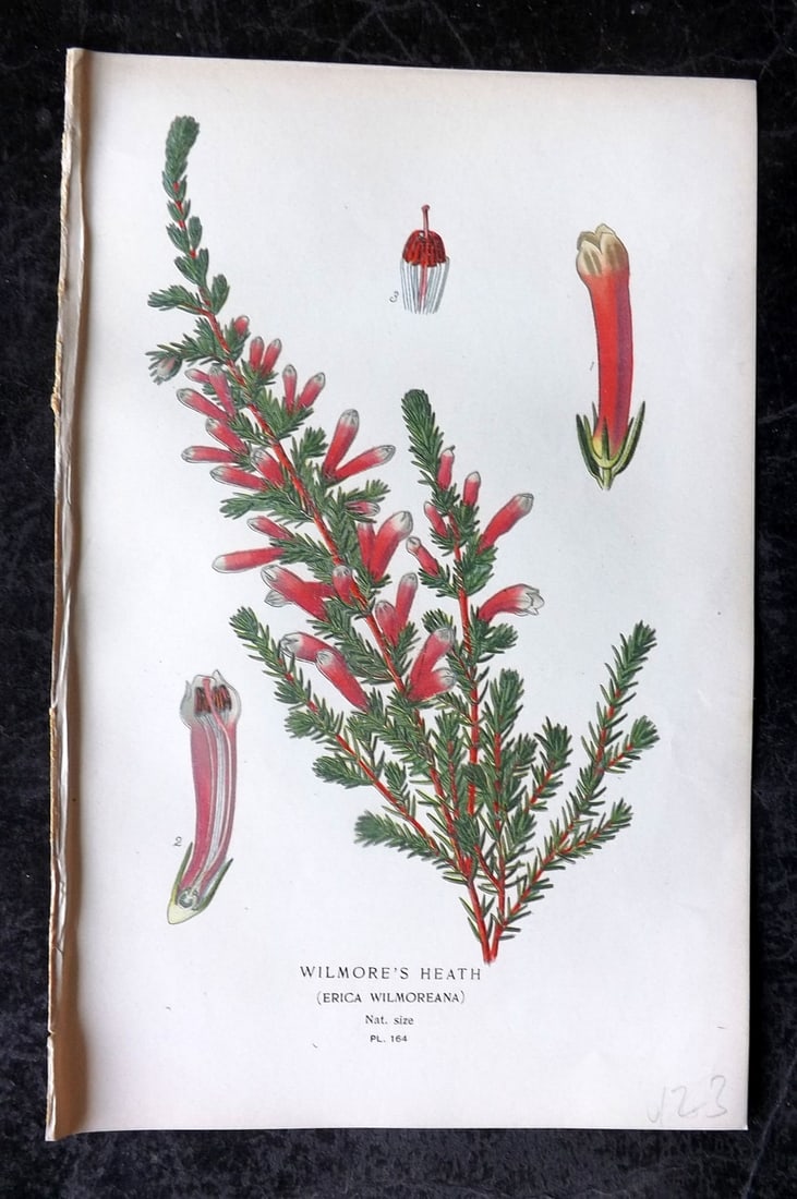Step, Edward 1897 Antique Botanical Print. Wilmore's Heath 164: Chromolithograph Published 1896-97 by Frederick Warne & Co., London for "Favourite Flowers of Garden and Greenhouse" by Edward Step and William Watson. Paper Size: 9 x 6 inch (23 x 15cm) Good Conditio