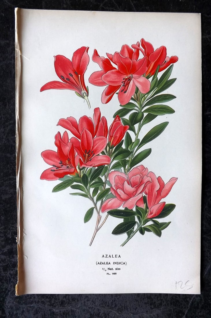 Step, Edward 1897 Antique Botanical Print. Azalea Indica 166: Chromolithograph Published 1896-97 by Frederick Warne & Co., London for "Favourite Flowers of Garden and Greenhouse" by Edward Step and William Watson. Paper Size: 9 x 6 inch (23 x 15cm) Good Conditio