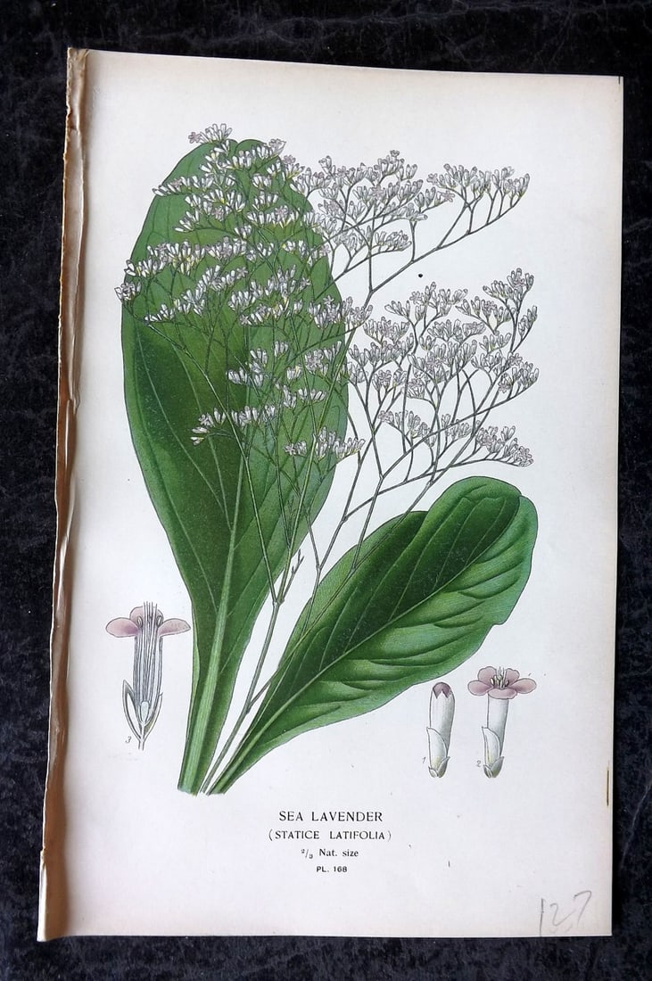 Step, Edward 1897 Antique Botanical Print. Sea Lavender 168: Chromolithograph Published 1896-97 by Frederick Warne & Co., London for "Favourite Flowers of Garden and Greenhouse" by Edward Step and William Watson. Paper Size: 9 x 6 inch (23 x 15cm) Good Conditio