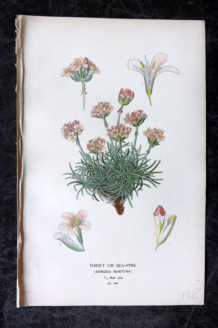 Step, Edward 1897 Antique Botanical Print. Thrift of Sea Pink 169 (1 of 1)