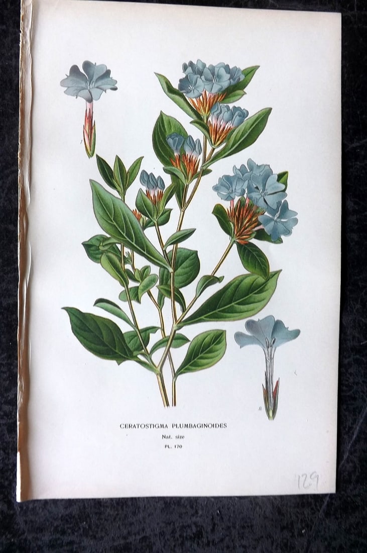 Step, Edward 1897 Antique Botanical Print. Ceratostigma Plumbaginoides 170: Chromolithograph Published 1896-97 by Frederick Warne & Co., London for "Favourite Flowers of Garden and Greenhouse" by Edward Step and William Watson. Paper Size: 9 x 6 inch (23 x 15cm) Good Conditio