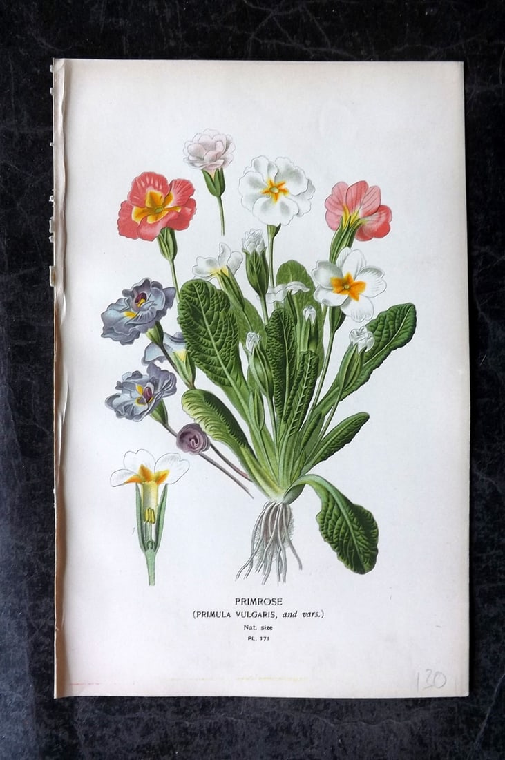 Step, Edward 1897 Antique Botanical Print. Primrose. Primula Vulgaris 171: Chromolithograph Published 1896-97 by Frederick Warne & Co., London for "Favourite Flowers of Garden and Greenhouse" by Edward Step and William Watson. Paper Size: 9 x 6 inch (23 x 15cm) Good Conditio