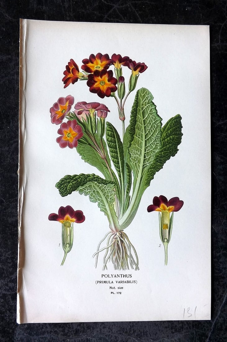 Step, Edward 1897 Antique Botanical Print. Primrose. Primula Variabilis 172: Chromolithograph Published 1896-97 by Frederick Warne & Co., London for "Favourite Flowers of Garden and Greenhouse" by Edward Step and William Watson. Paper Size: 9 x 6 inch (23 x 15cm) Good Conditio