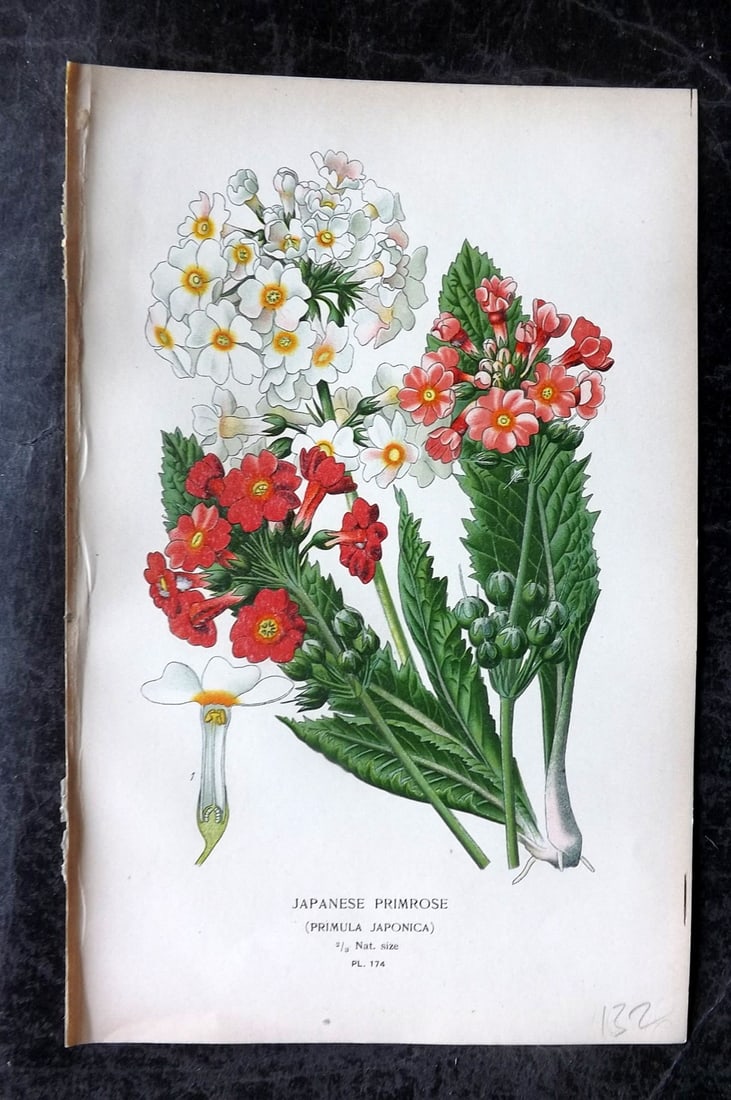 Step, Edward 1897 Antique Botanical Print. Japanese Primrose 174: Chromolithograph Published 1896-97 by Frederick Warne & Co., London for "Favourite Flowers of Garden and Greenhouse" by Edward Step and William Watson. Paper Size: 9 x 6 inch (23 x 15cm) Good Conditio