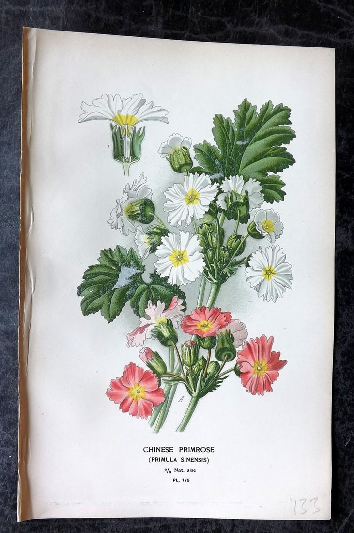 Step, Edward 1897 Antique Botanical Print. Chinese Primrose 175: Chromolithograph Published 1896-97 by Frederick Warne & Co., London for "Favourite Flowers of Garden and Greenhouse" by Edward Step and William Watson. Paper Size: 9 x 6 inch (23 x 15cm) Good Conditio