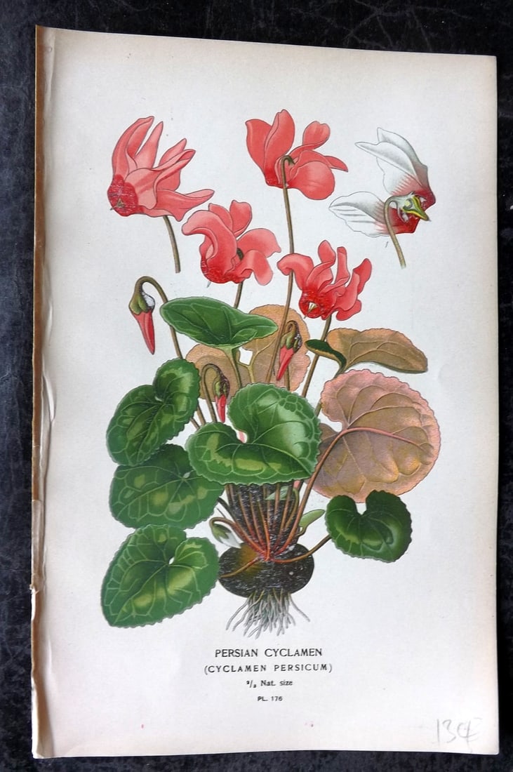 Step, Edward 1897 Antique Botanical Print. Persian Cyclamen 176 (1 of 1)