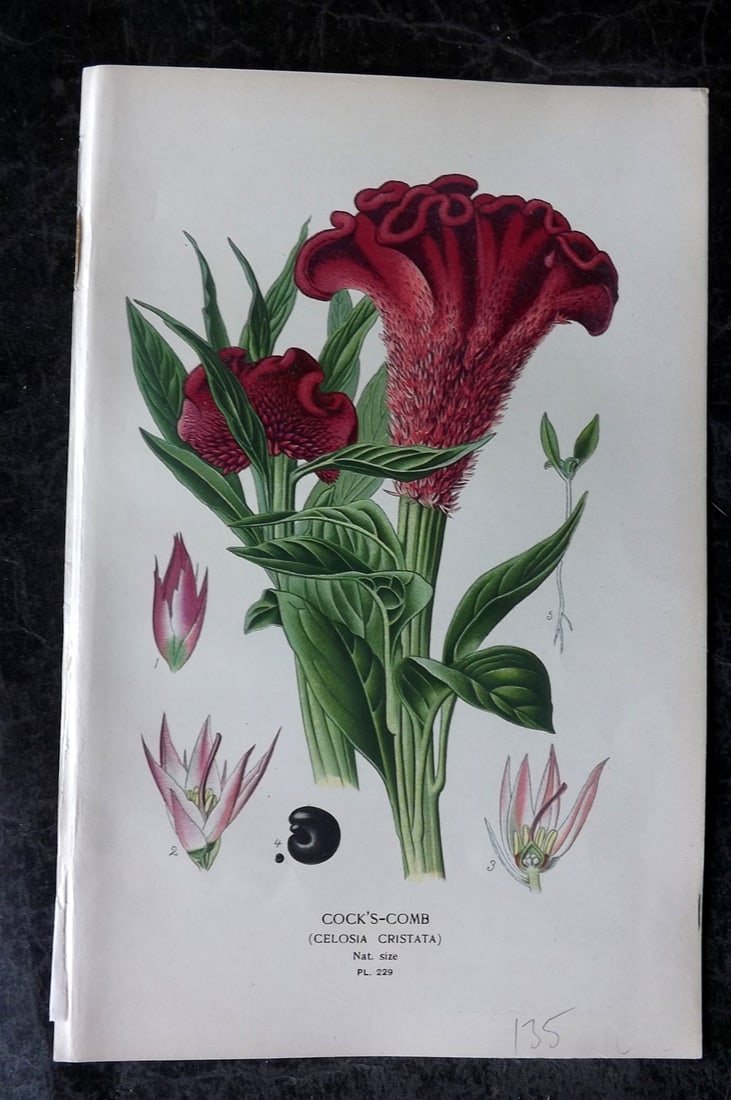 Step, Edward 1897 Antique Botanical Print. Cock's Comb 229: Chromolithograph Published 1896-97 by Frederick Warne & Co., London for "Favourite Flowers of Garden and Greenhouse" by Edward Step and William Watson. Paper Size: 9 x 6 inch (23 x 15cm) Good Conditio