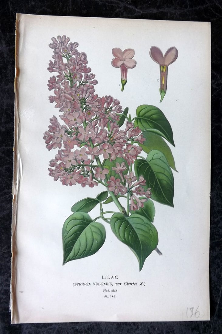 Step, Edward 1897 Antique Botanical Print. Lilac 178: Chromolithograph Published 1896-97 by Frederick Warne & Co., London for "Favourite Flowers of Garden and Greenhouse" by Edward Step and William Watson. Paper Size: 9 x 6 inch (23 x 15cm) Good Conditio