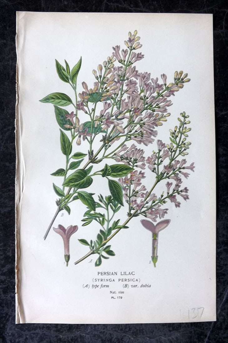 Step, Edward 1897 Antique Botanical Print. Persian Lilac 179 (1 of 1)