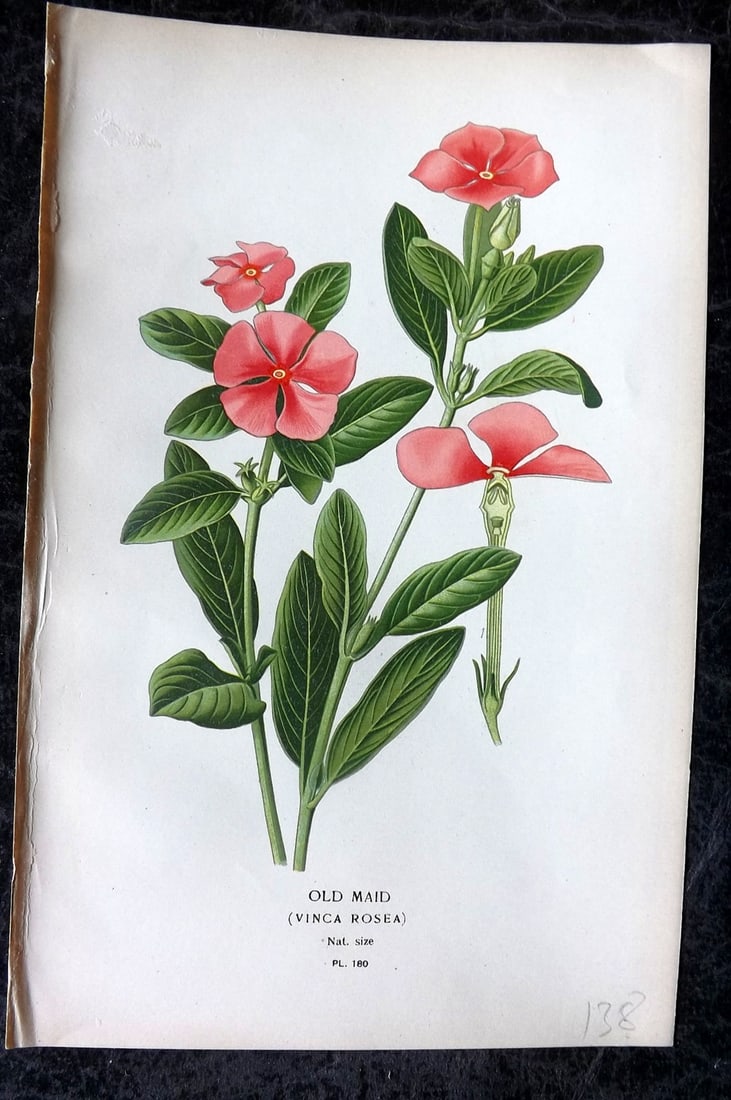 Step, Edward 1897 Antique Botanical Print. Old Maid 180: Chromolithograph Published 1896-97 by Frederick Warne & Co., London for "Favourite Flowers of Garden and Greenhouse" by Edward Step and William Watson. Paper Size: 9 x 6 inch (23 x 15cm) Good Conditio