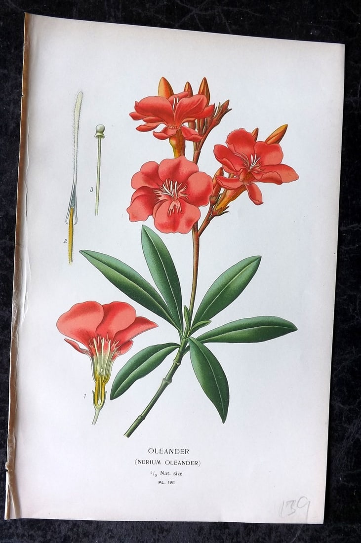Step, Edward 1897 Antique Botanical Print. Nerium Oleander 181: Chromolithograph Published 1896-97 by Frederick Warne & Co., London for "Favourite Flowers of Garden and Greenhouse" by Edward Step and William Watson. Paper Size: 9 x 6 inch (23 x 15cm) Good Conditio