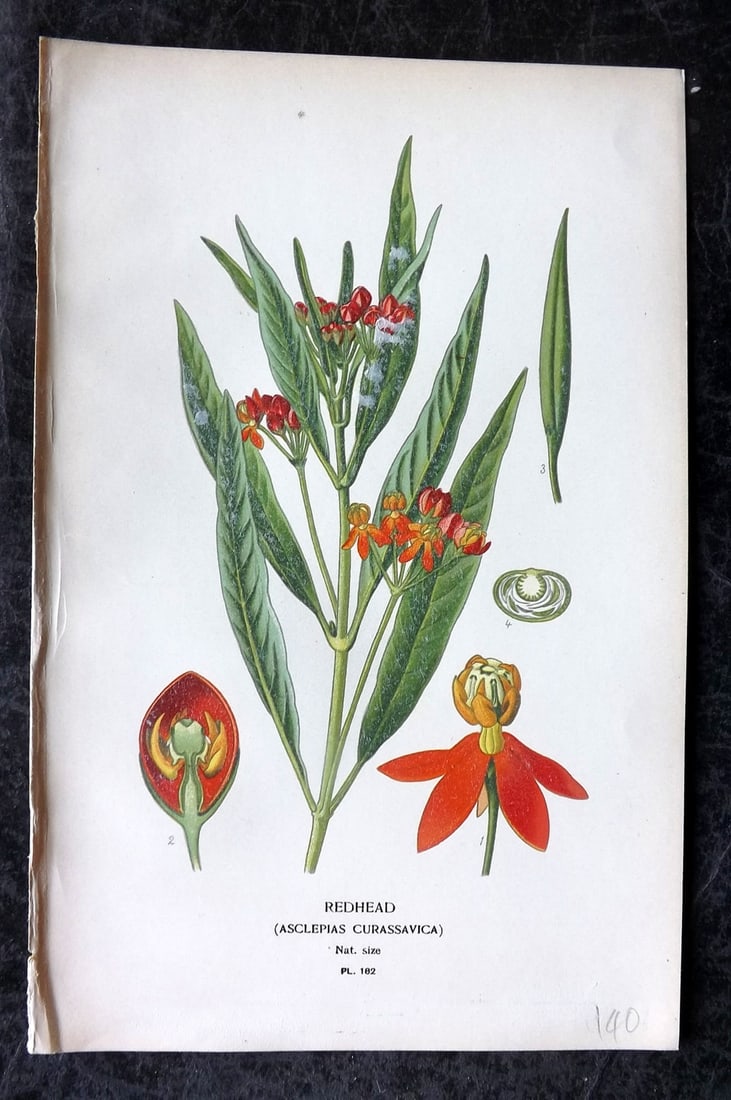 Step, Edward 1897 Antique Botanical Print. Redhead (Asclepias Curassavica) 182: Chromolithograph Published 1896-97 by Frederick Warne & Co., London for "Favourite Flowers of Garden and Greenhouse" by Edward Step and William Watson. Paper Size: 9 x 6 inch (23 x 15cm) Good Conditio