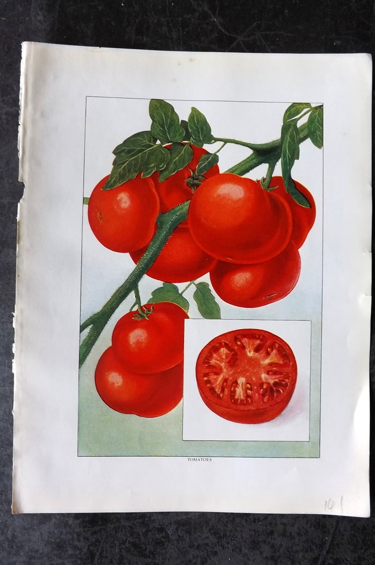 Ward, Artemas 1911 Antique Fruit Print. Tomatoes: Offset Lithograph Published 1911, New York for "The Grocer's Encyclopedia" Compiled by Artemas Ward. Paper Size: 11 x 8 (28 x 21cm) Good Condition