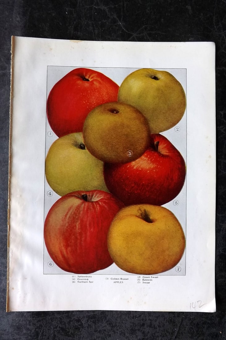 Ward, Artemas 1911 Fruit Print. Apples - Spitzenburg, Greening, Russet, Swaar: Offset Lithograph Published 1911, New York for "The Grocer's Encyclopedia" Compiled by Artemas Ward. Paper Size: 11 x 8 (28 x 21cm) Very minor margin toning. Good Condition