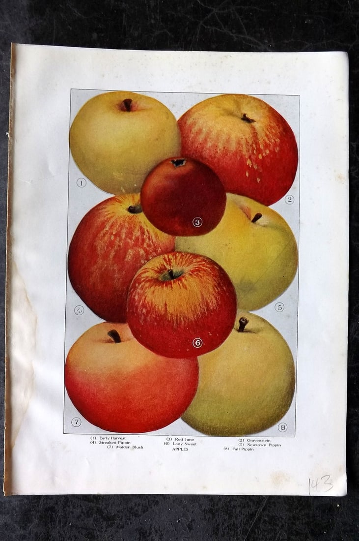 Ward, Artemas 1911 Fruit. Apples - Early Harvest, Red June, Gravenstein, Pippin: Offset Lithograph Published 1911, New York for "The Grocer's Encyclopedia" Compiled by Artemas Ward. Paper Size: 11 x 8 (28 x 21cm) Minor margin toning and light margin water stain, otherwise Good Con
