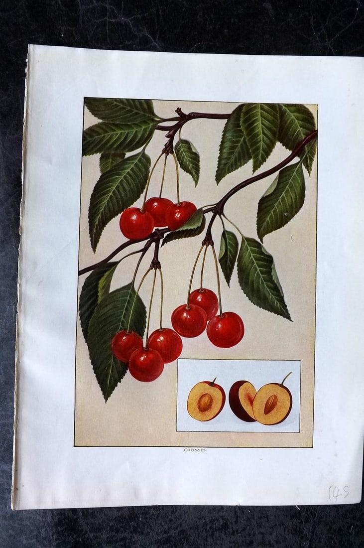Ward, Artemas 1911 Antique Fruit Print. Cherries (1 of 1)